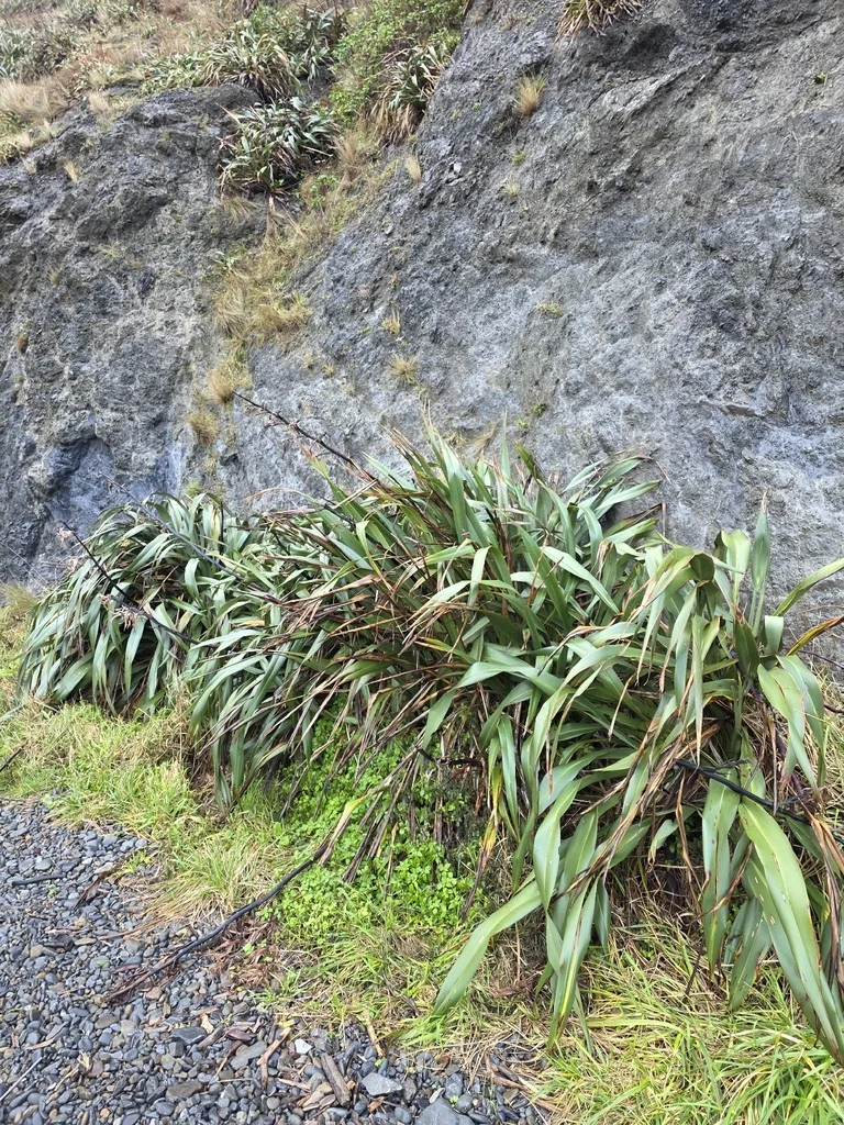 Phormium Cookianum