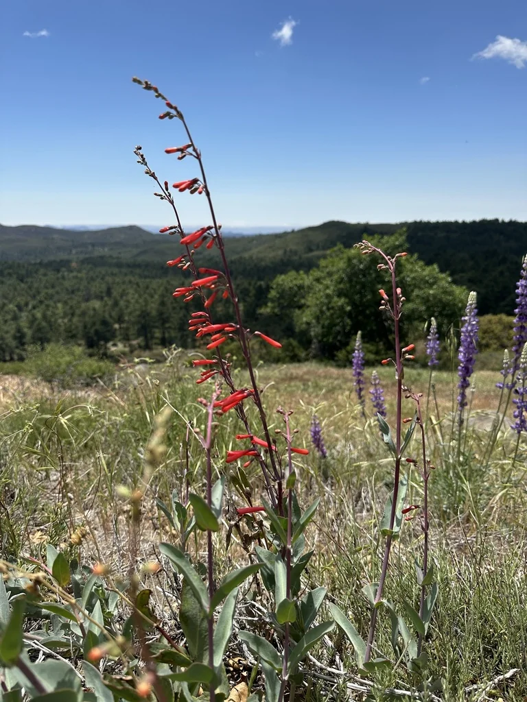 Penstemon Centranthifolius