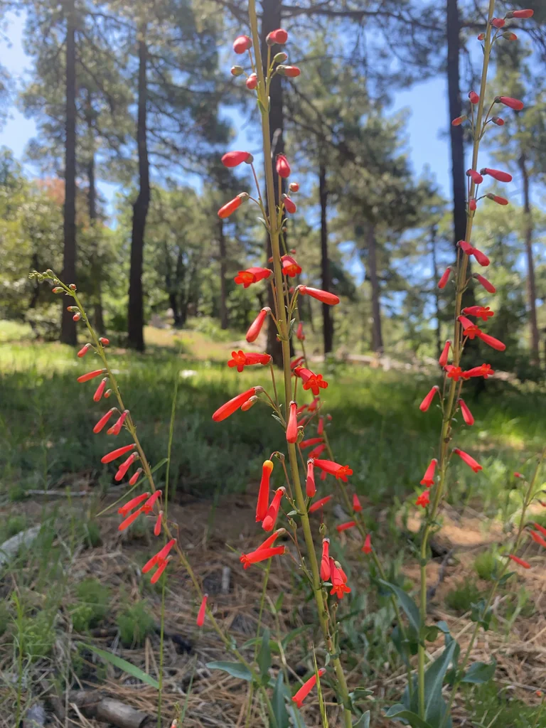 Penstemon Centranthifolius