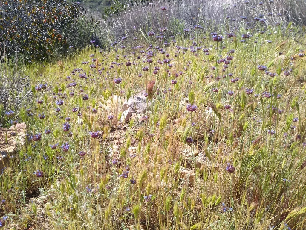 Salvia Columbariae