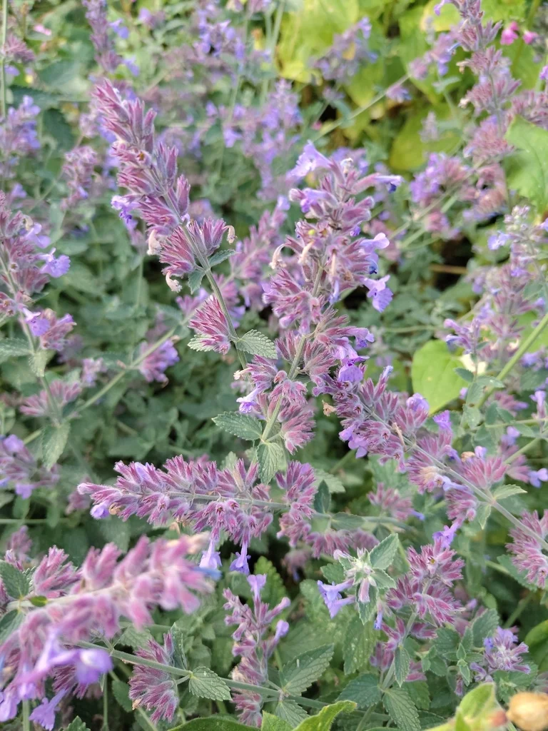 Nepeta Racemosa