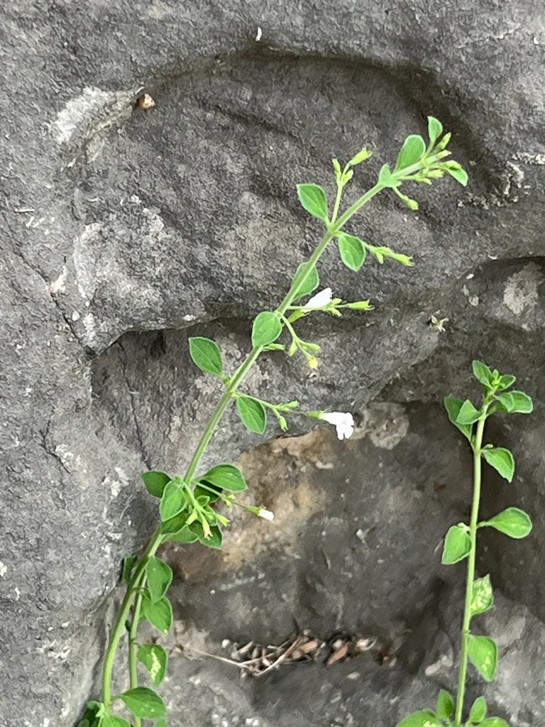 Calamintha Nepeta
