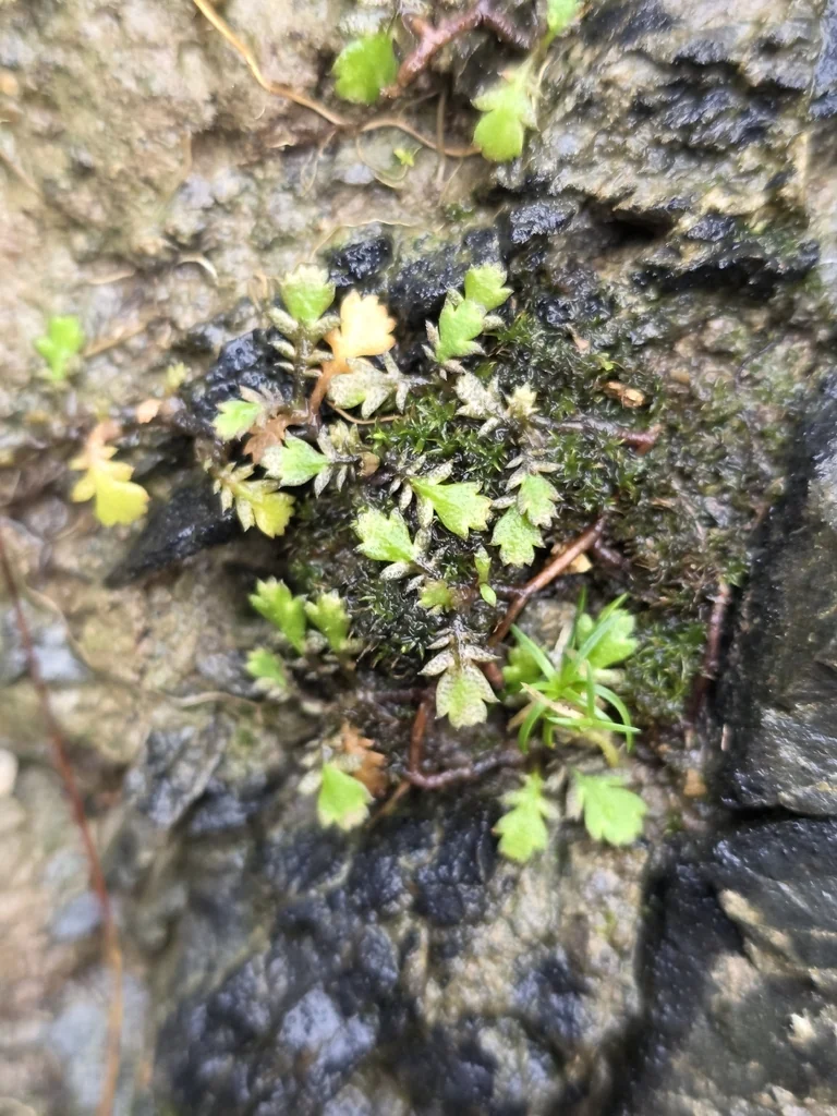 Leptinella Squalida