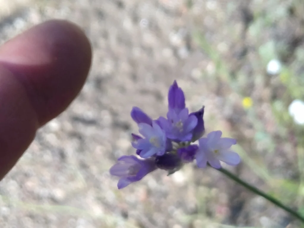 Dichelostemma Capitatum
