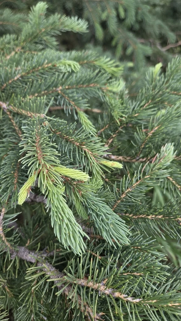 Picea Glauca