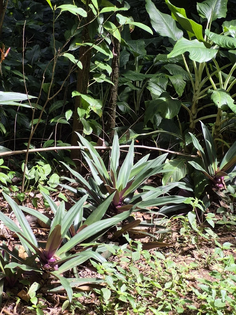 Tradescantia Spathacea
