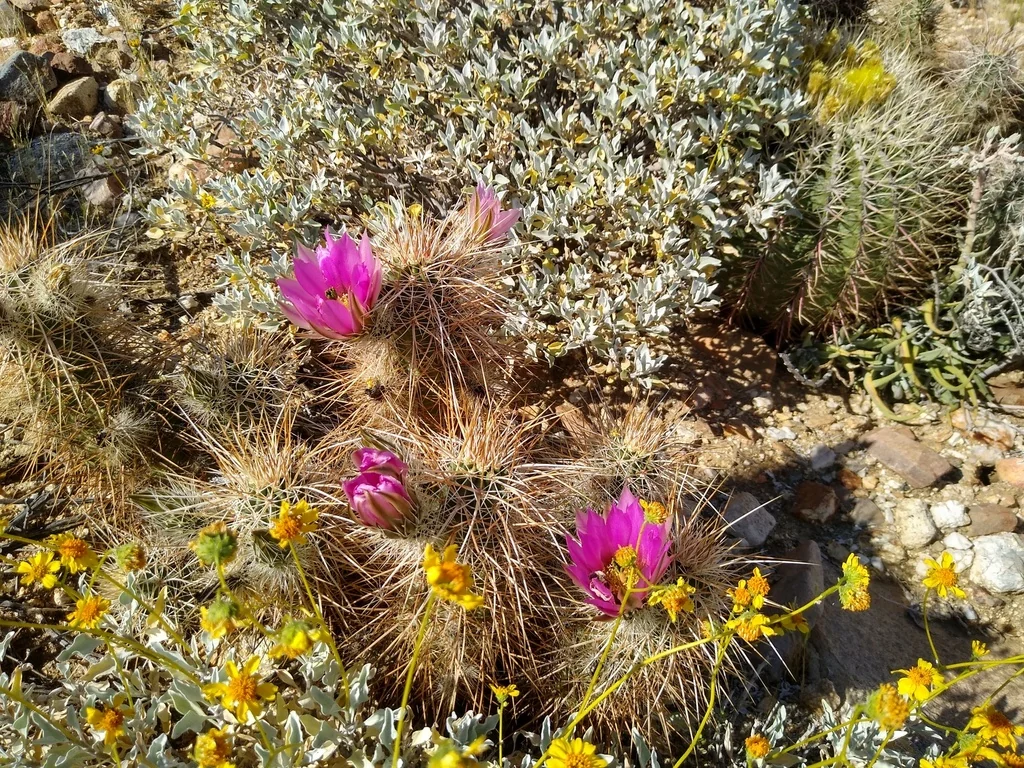 Echinocereus Engelmannii