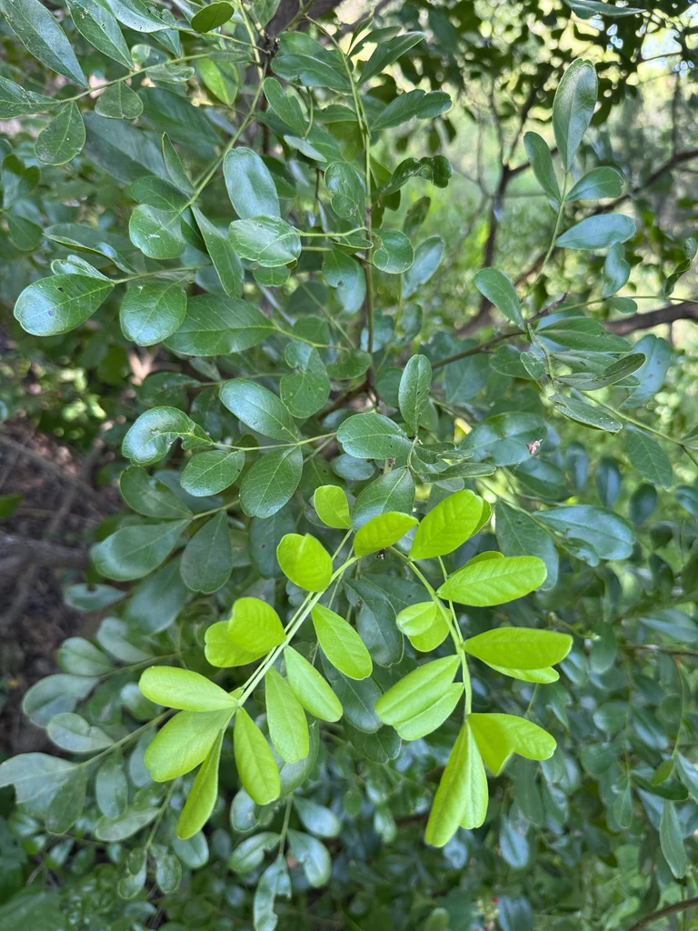 Sophora Secundiflora