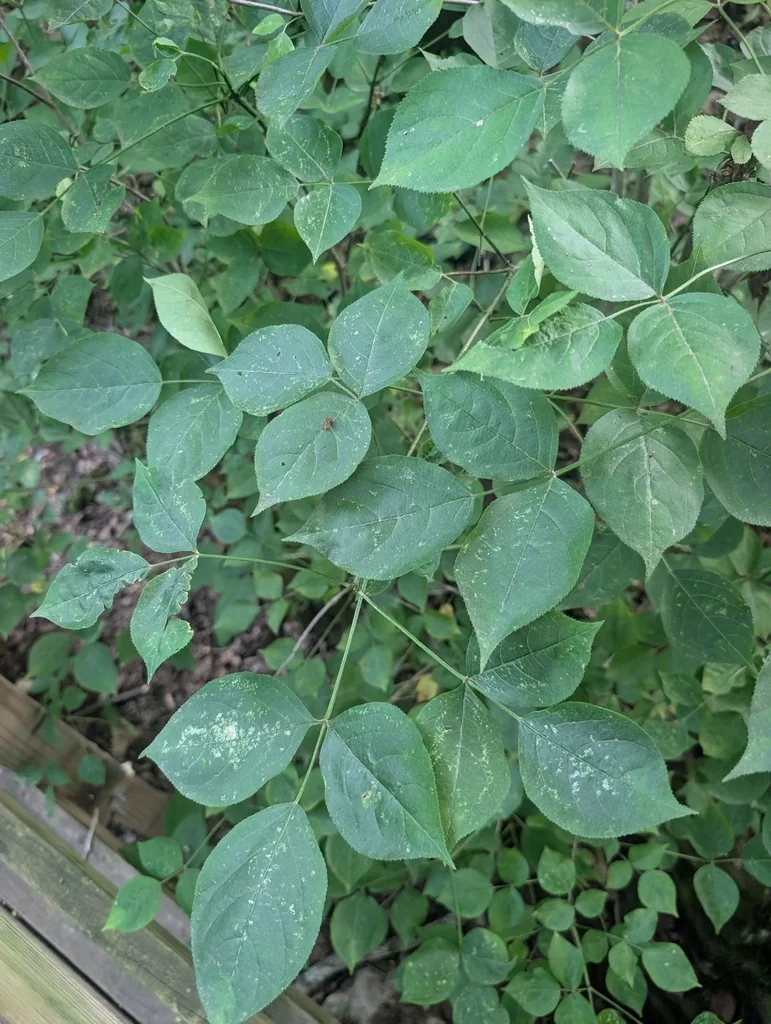 Staphylea Trifolia