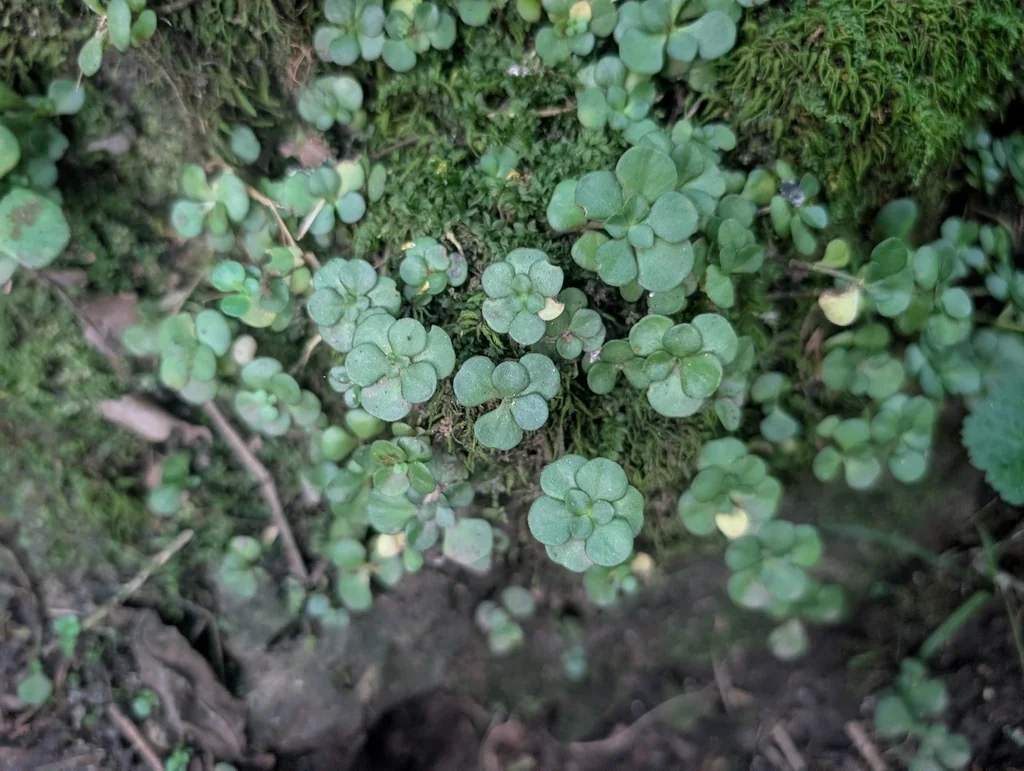 Sedum Ternatum