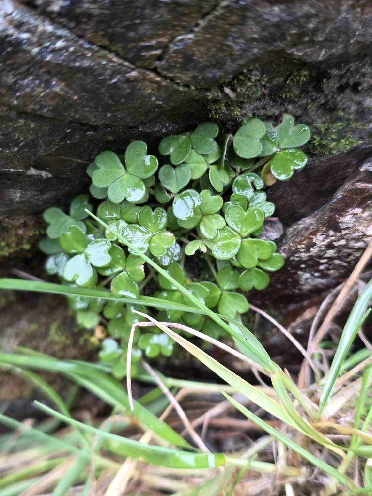 Oxalis Magellanica