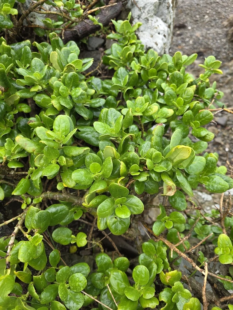 Coprosma repens
