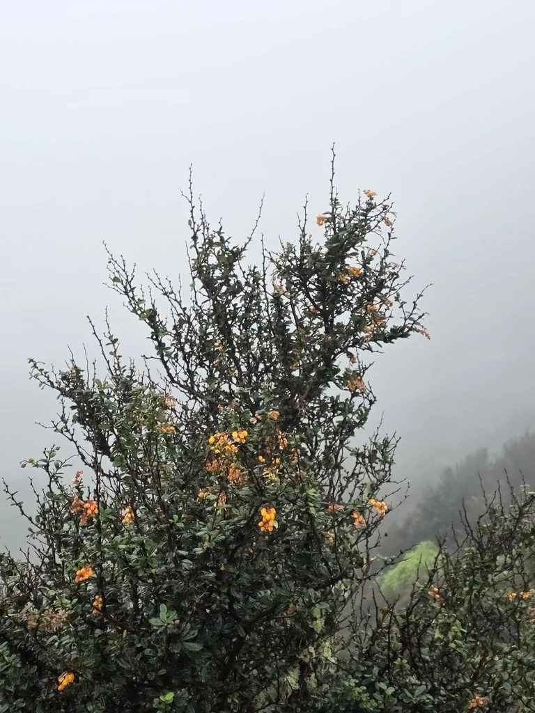 Berberis Darwinii