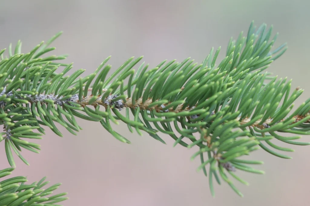 Picea engelmannii