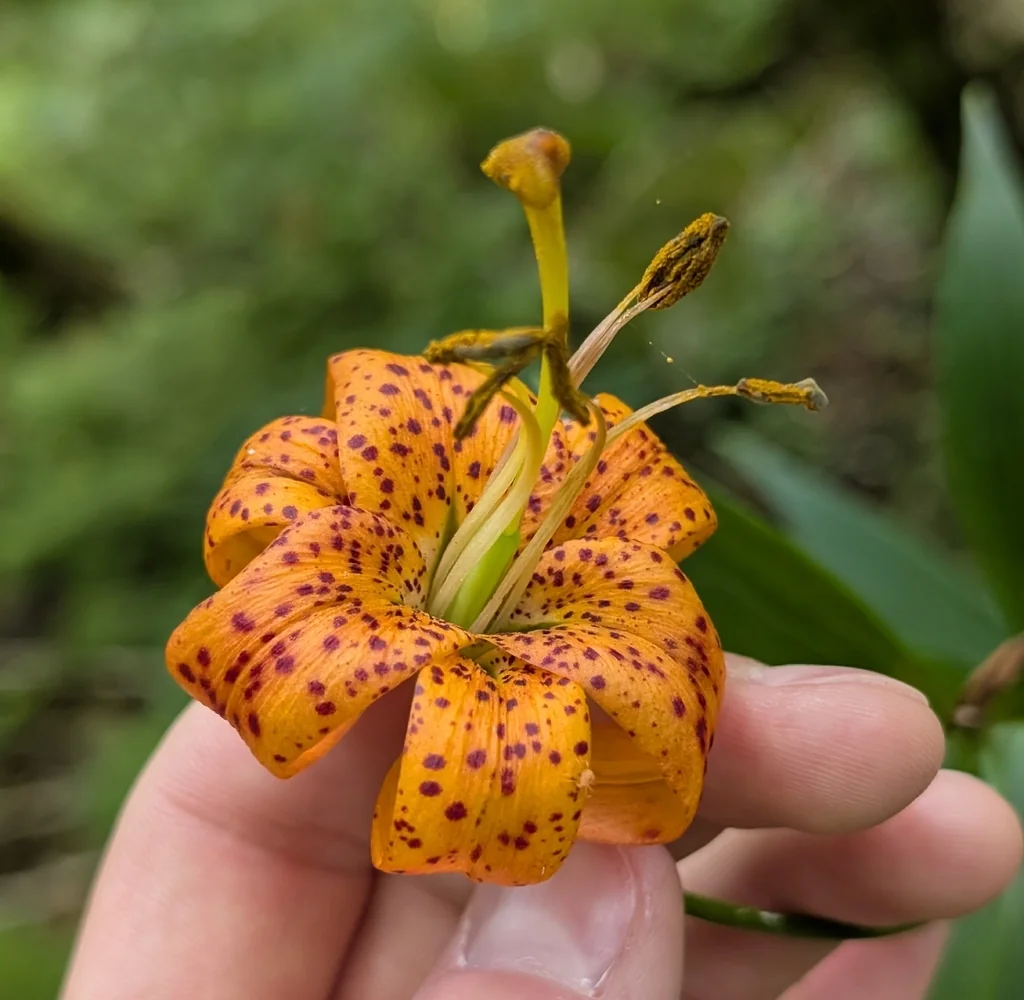 Lilium Superbum