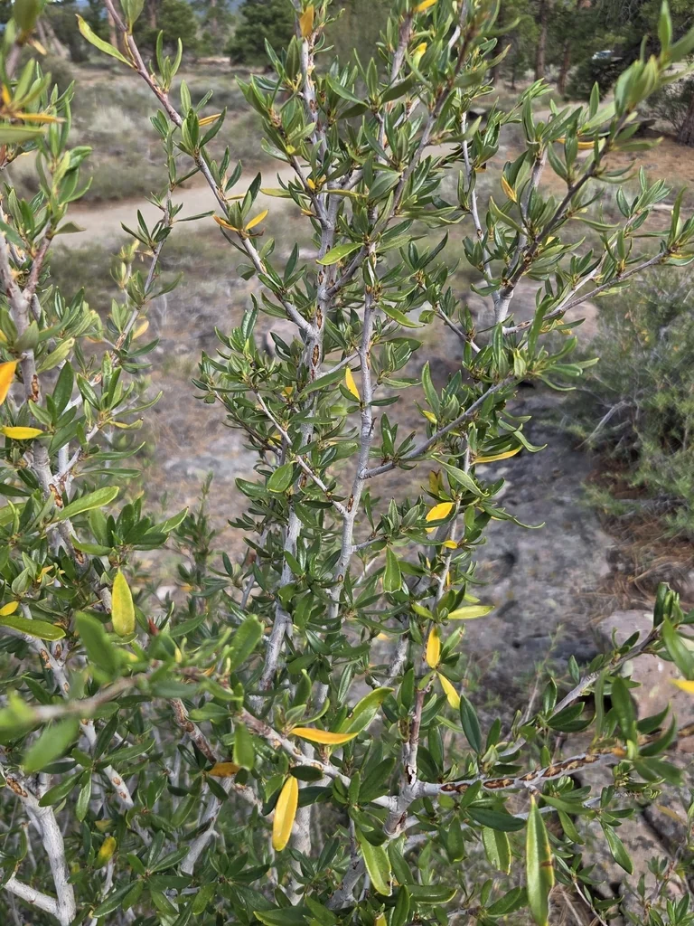 Cercocarpus Ledifolius