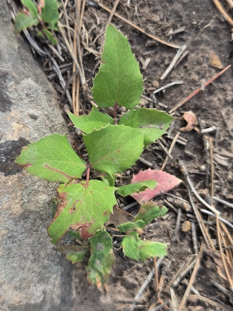 Mahonia Repens