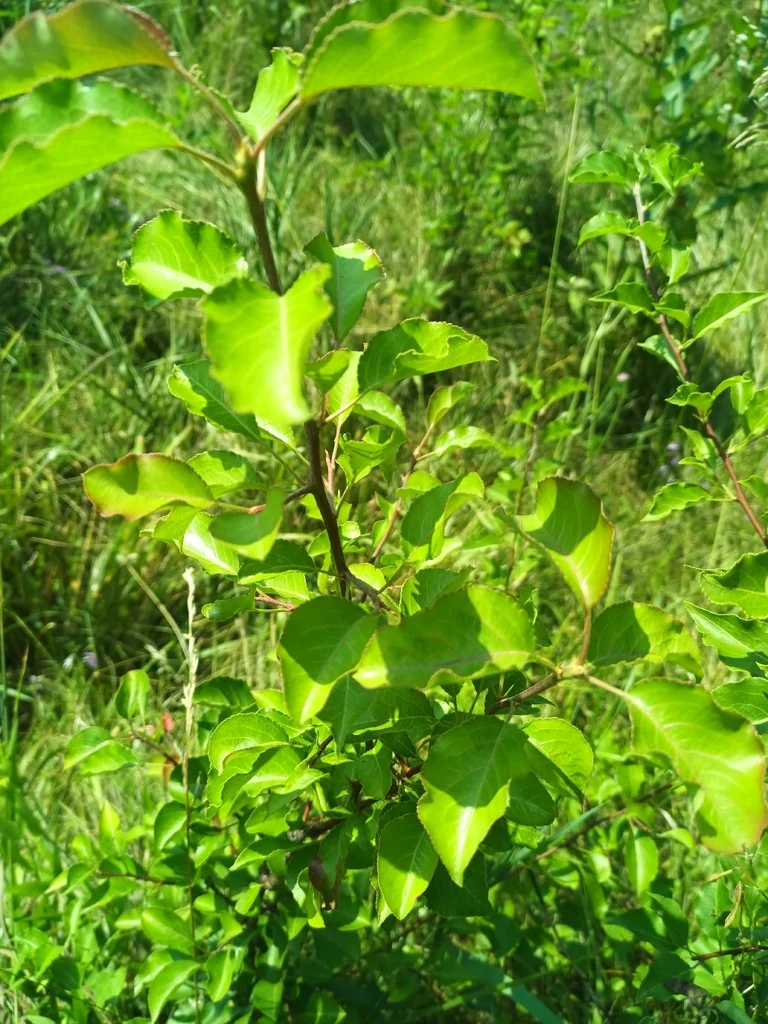 Pyrus Calleryana