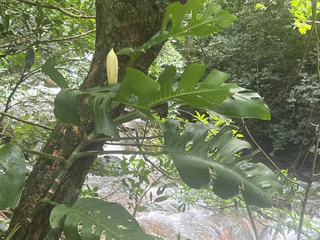 Monstera adansonii