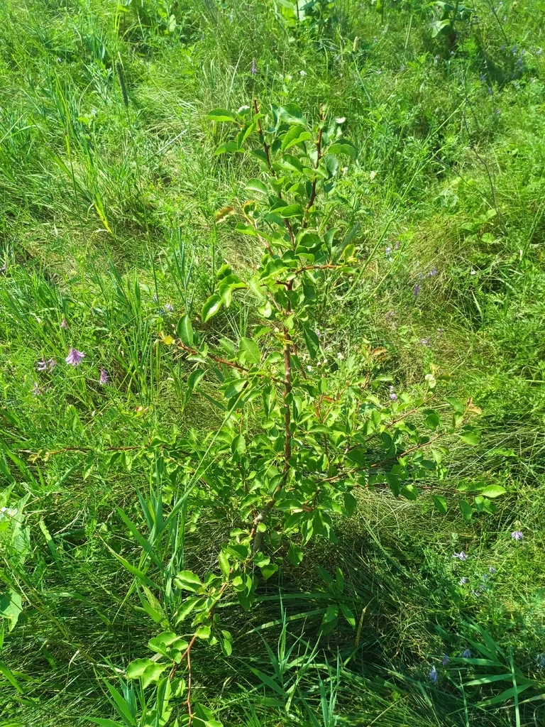 Pyrus Calleryana