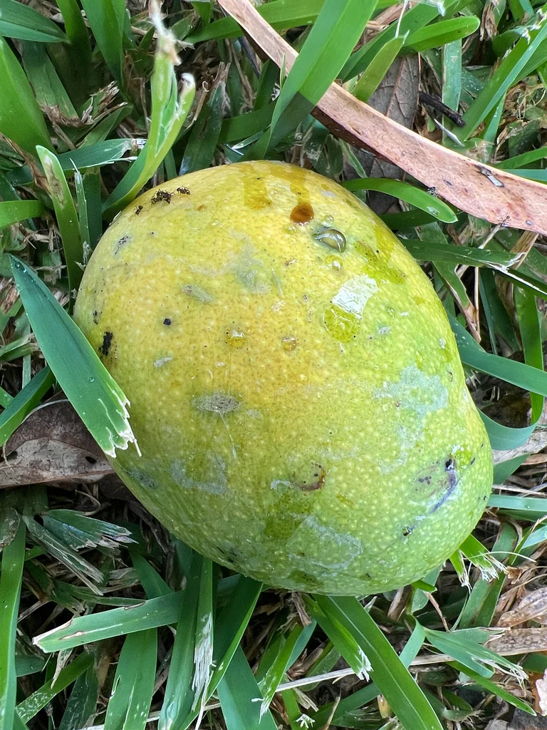 Mangifera indica