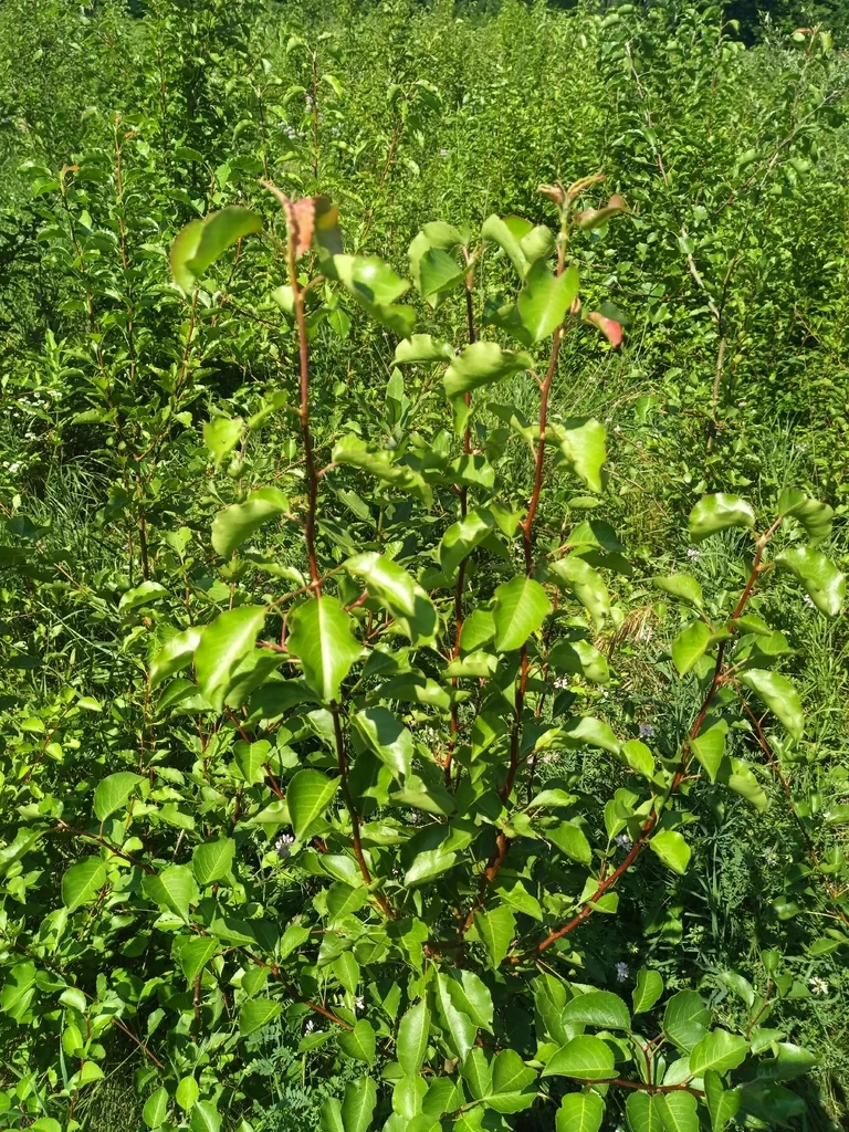 Pyrus Calleryana
