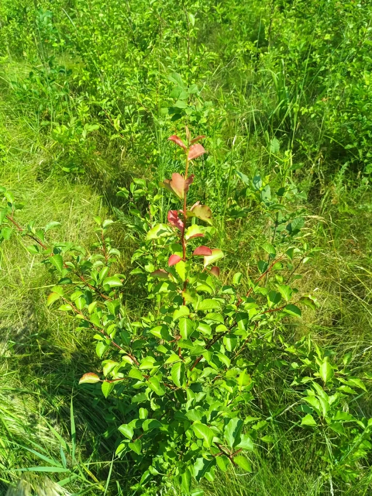 Pyrus Calleryana