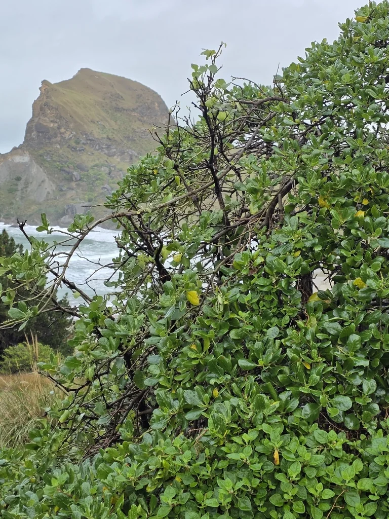 Coprosma repens