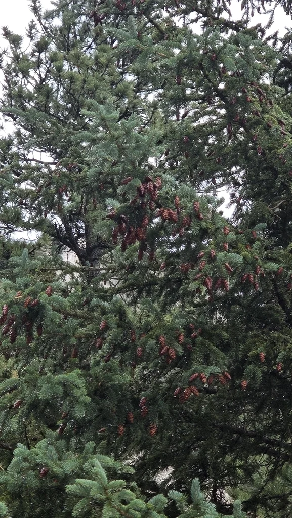 Picea Pungens