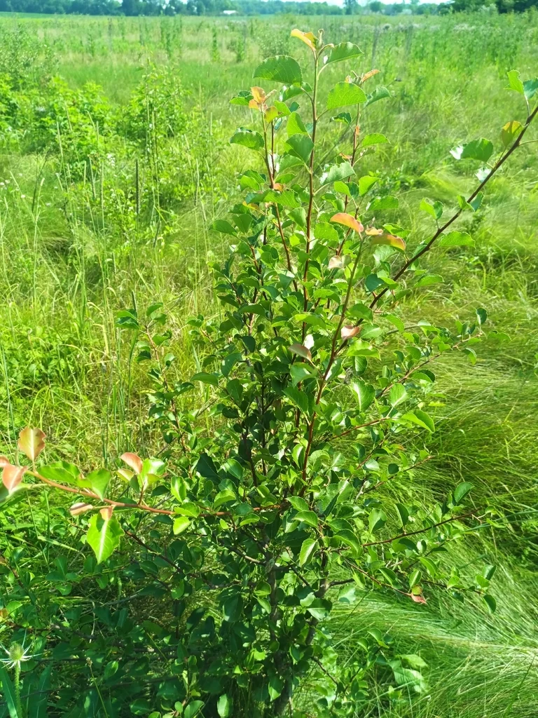 Pyrus Calleryana