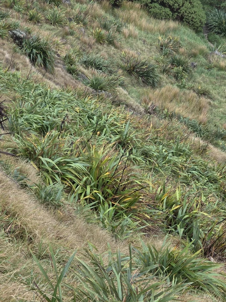 Phormium Cookianum