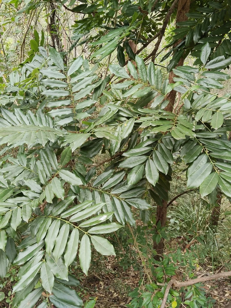 Castanospermum Australe