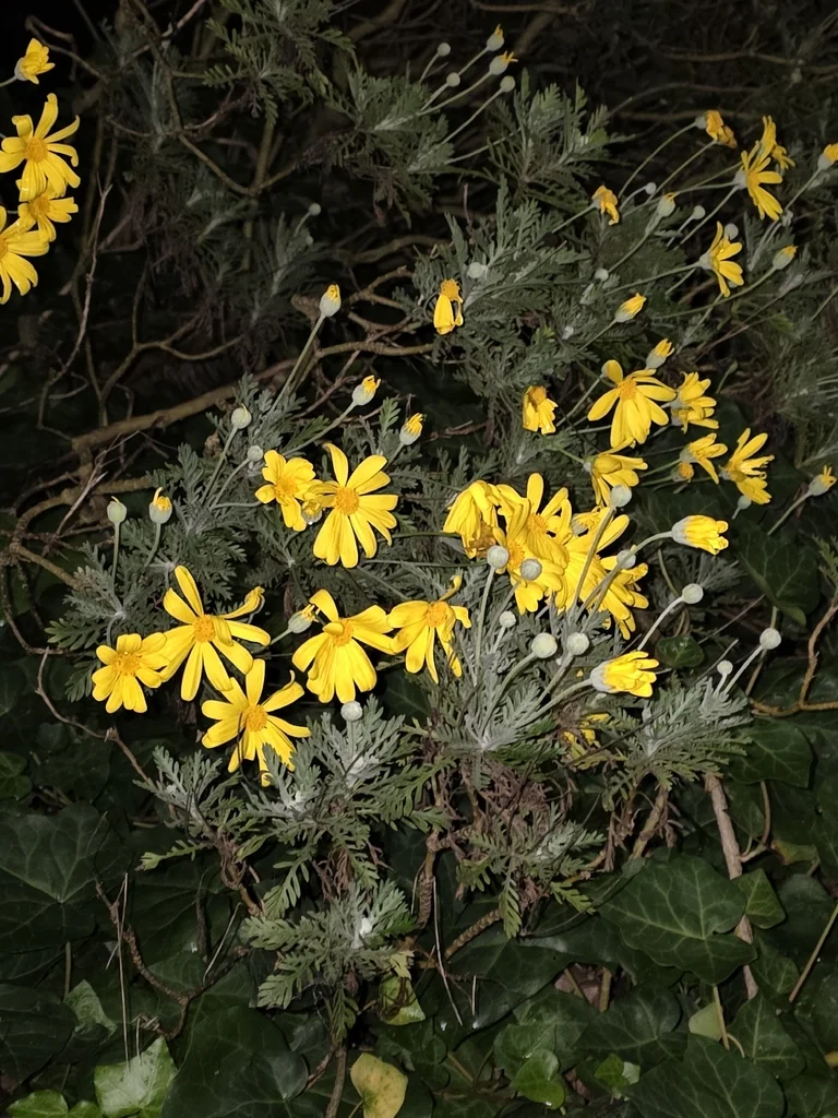 Euryops Pectinatus