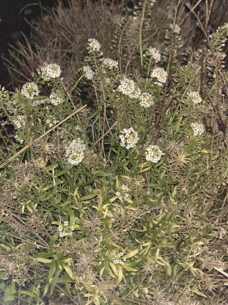 Lobularia maritima