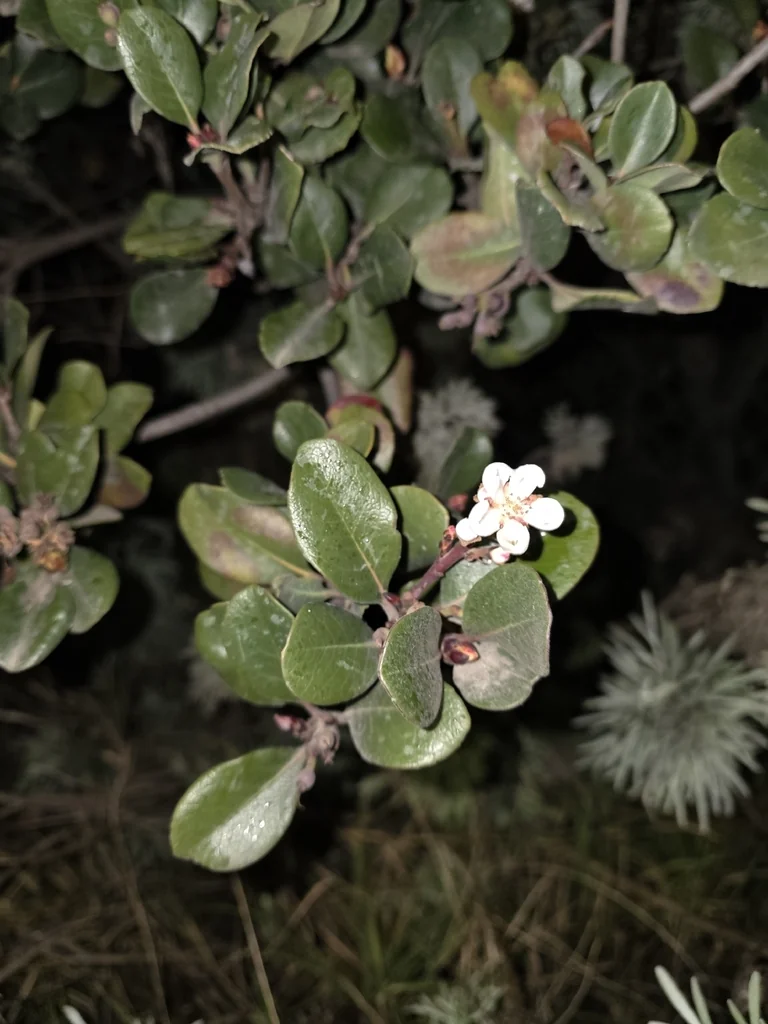 Rhaphiolepis Umbellata