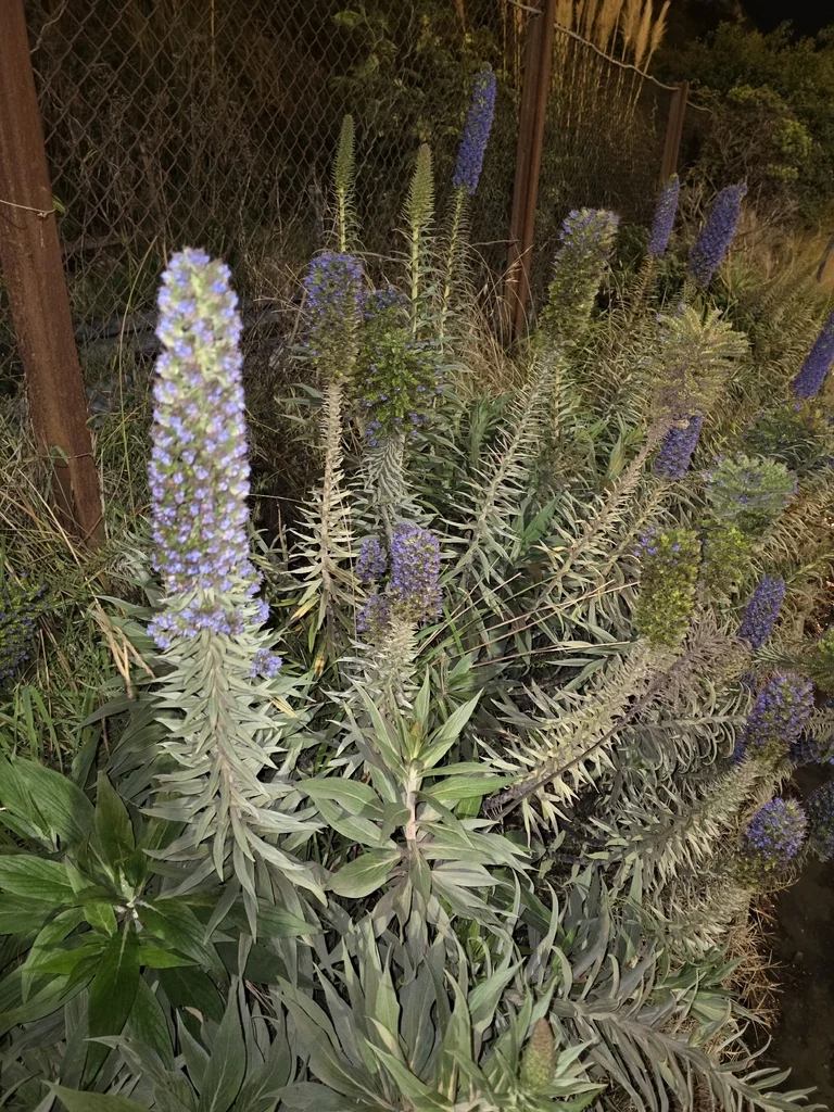 Echium Candicans