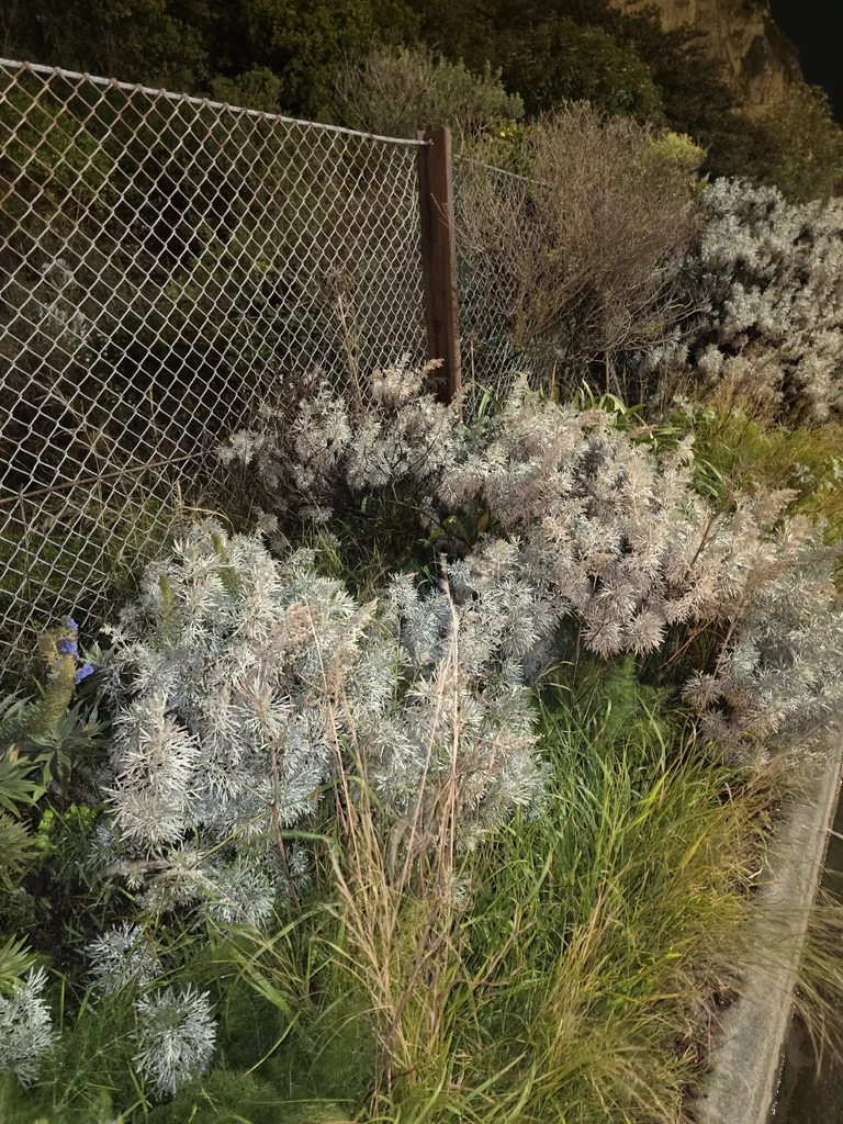 Artemisia Arborescens