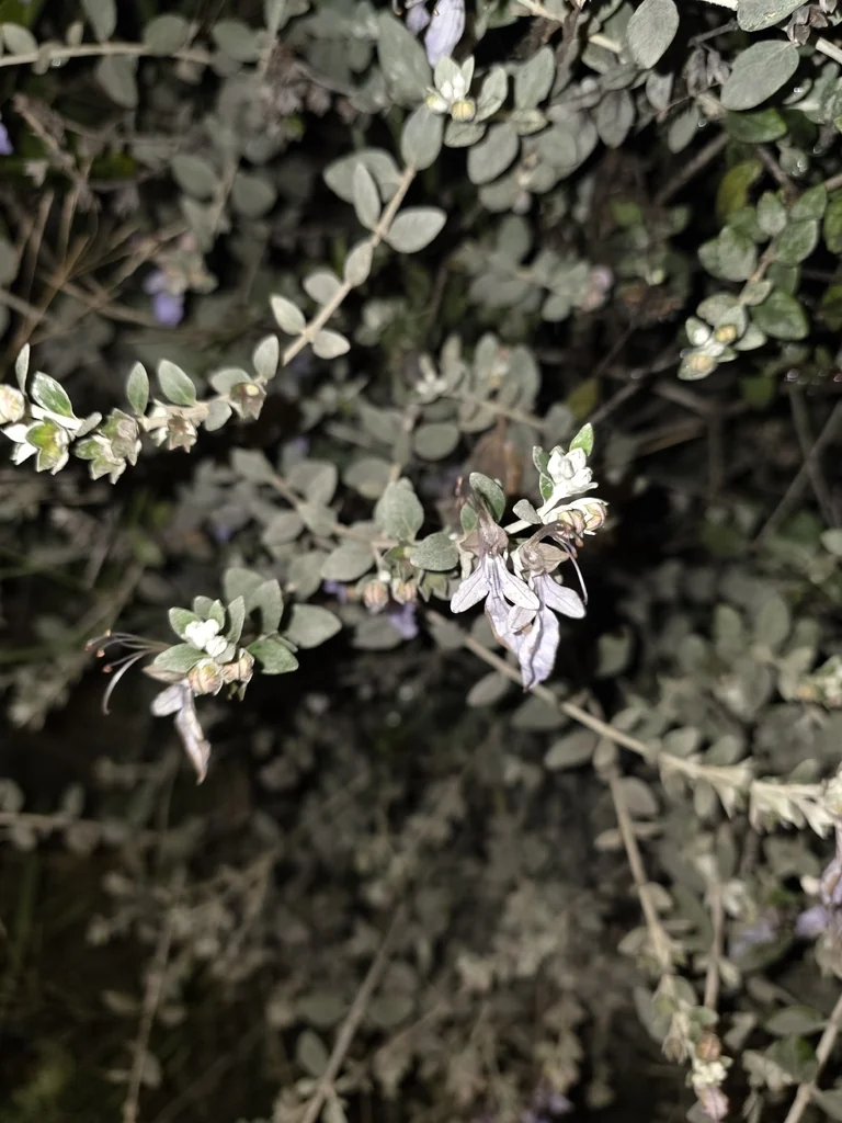 Teucrium Fruticans