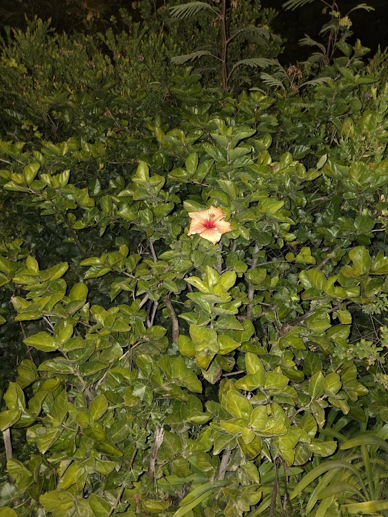 Hibiscus rosa-sinensis