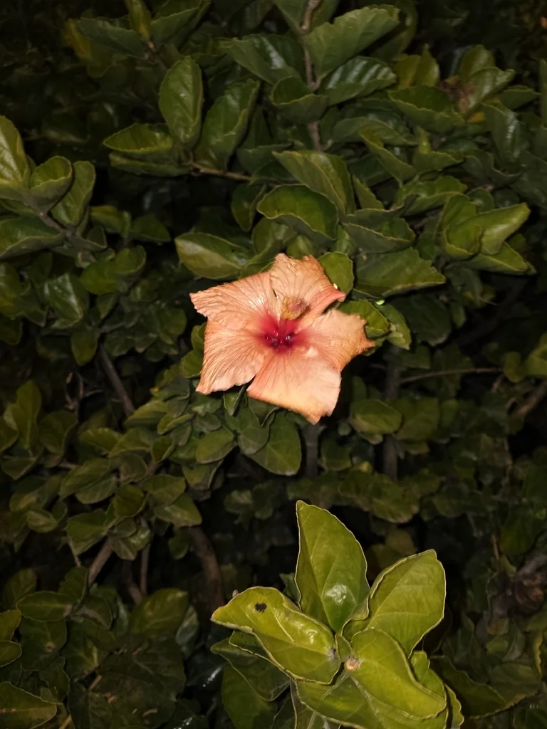 Hibiscus rosa-sinensis