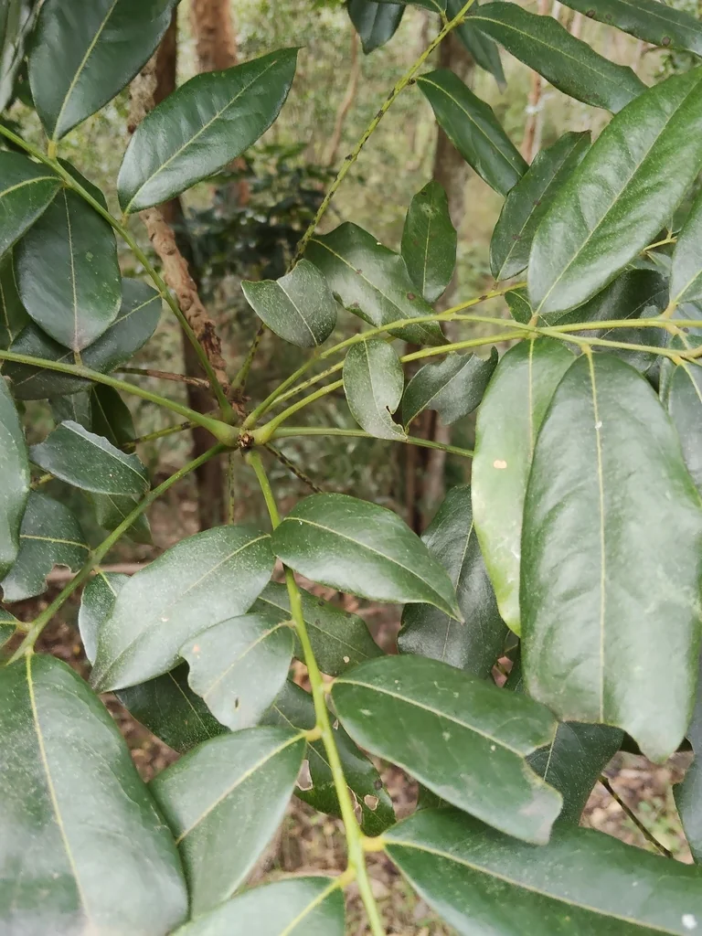 Castanospermum Australe