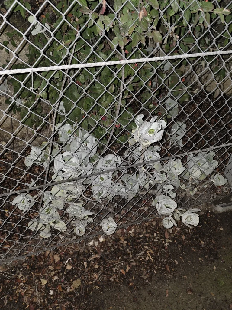 Cotyledon Orbiculata