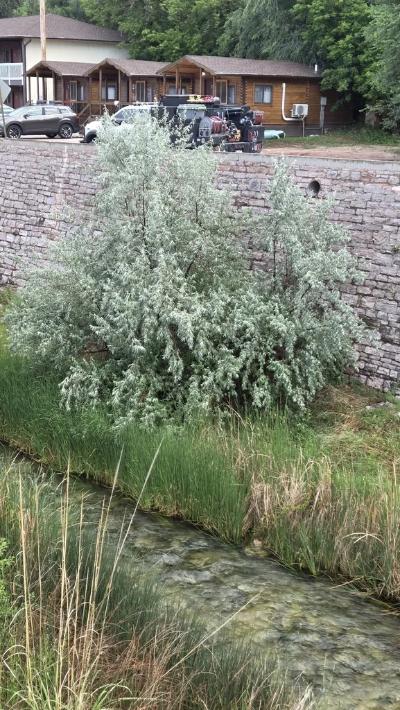 Elaeagnus angustifolia