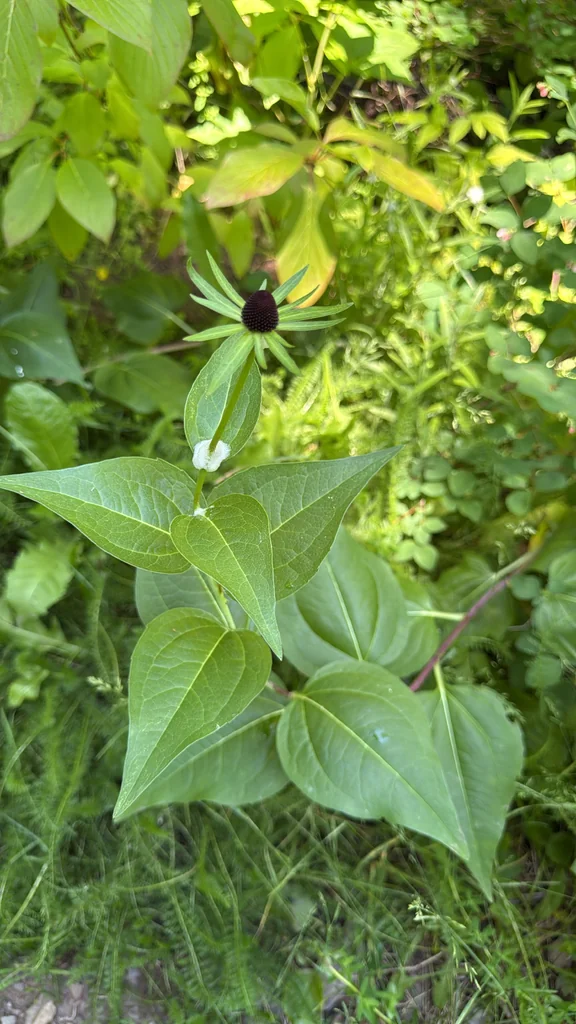 Rudbeckia Occidentalis