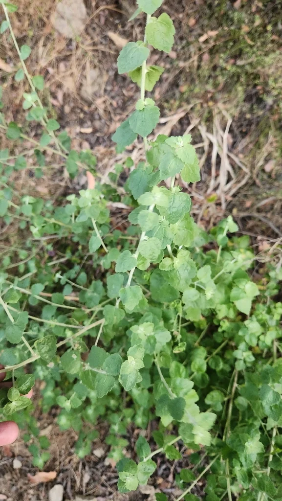 Brickellia Californica