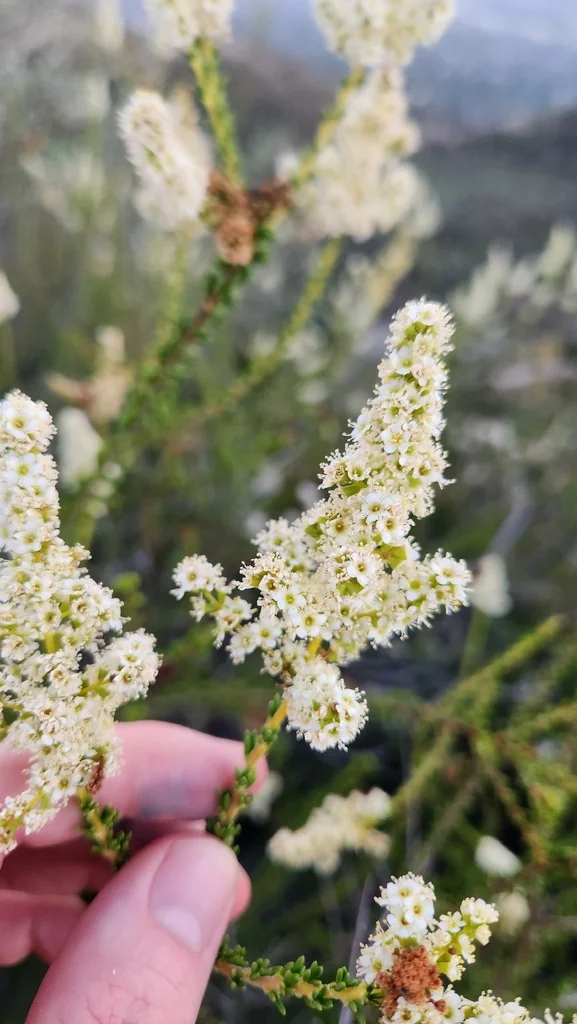 Adenostoma Fasciculatum