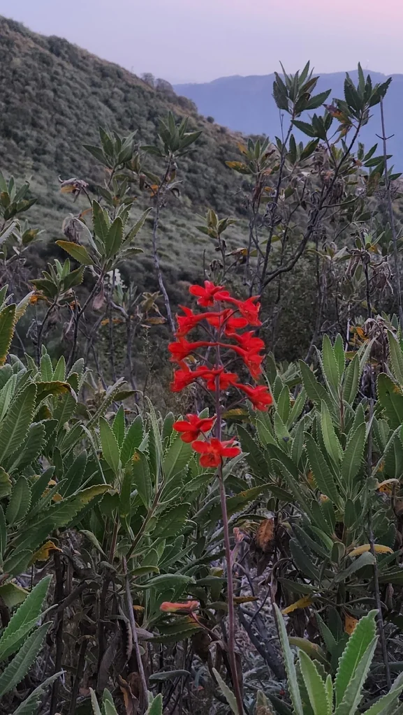 Delphinium Cardinale