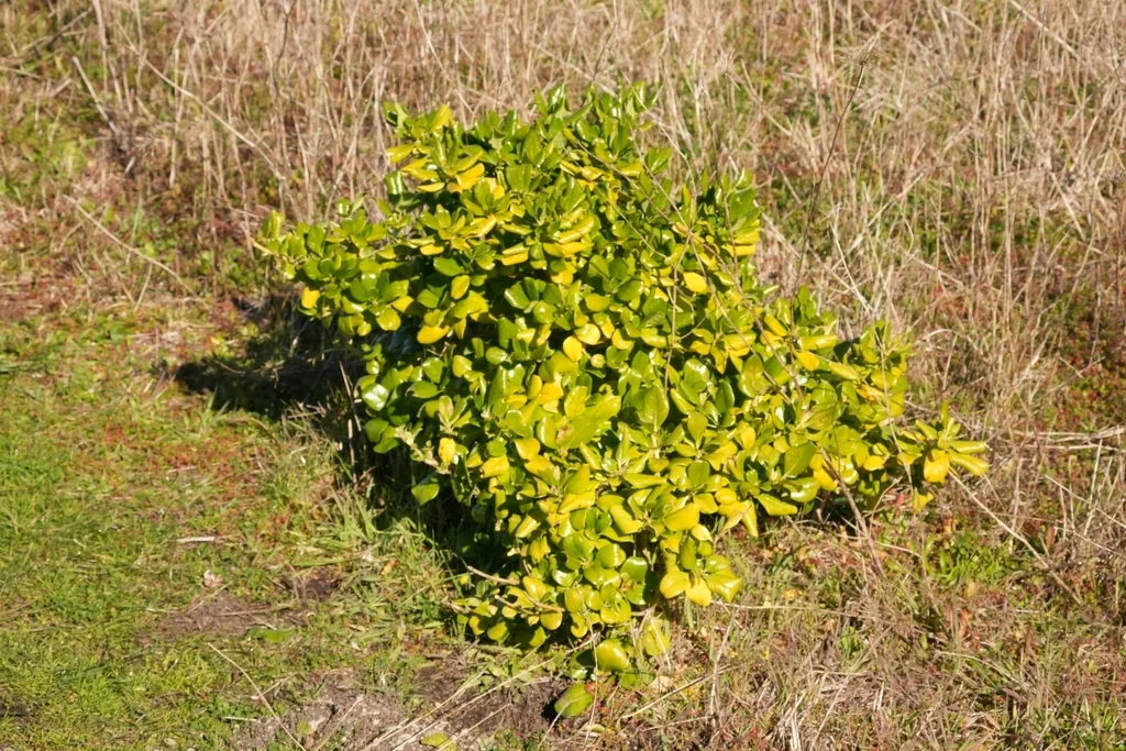 Coprosma repens