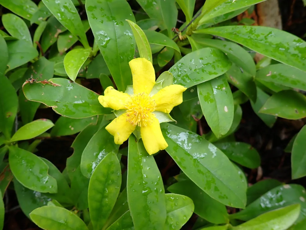Hibbertia Scandens