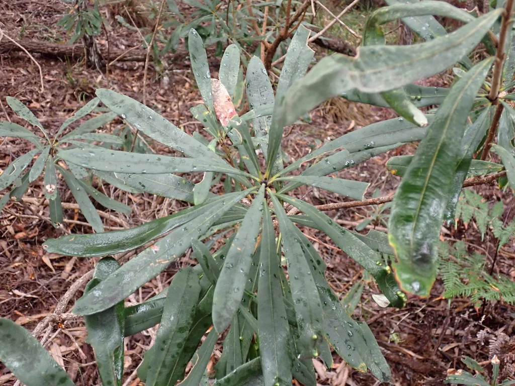 Banksia Integrifolia